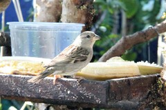 Passer domesticus