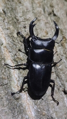 Dorcus hopei hopei