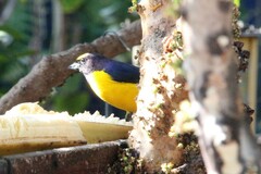 Euphonia chlorotica