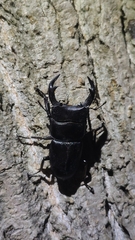 Dorcus hopei hopei