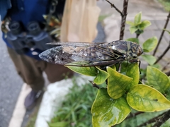 Macrosemia tonkiniana
