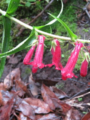 Penstemon miniatus