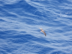 Calonectris diomedea