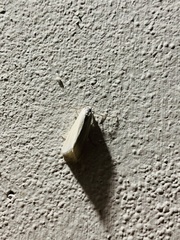 Scirpophaga incertulas
