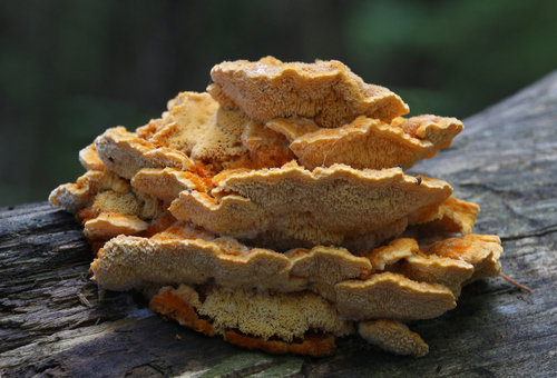 Pycnoporellus fulgens