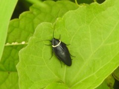 Hemithyrsocera palliata