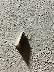 Scirpophaga incertulas