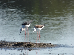 Himantopus himantopus