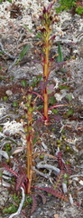 Pedicularis flammea