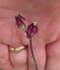 Silene involucrata