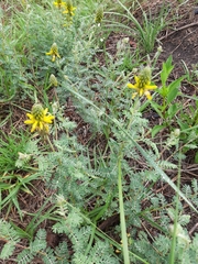 Dalea lutea