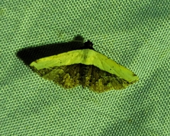 Lepidoptera