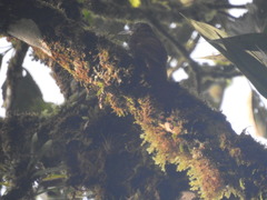 Xiphorhynchus ocellatus