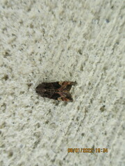 Euplexia