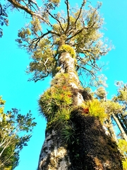 Fascicularia bicolor