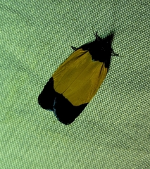 Lepidoptera