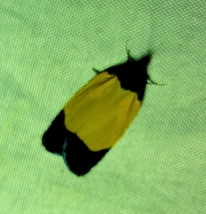 Lepidoptera