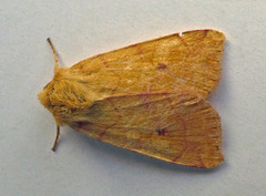 Enargia paleacea
