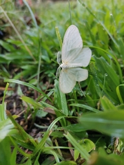 Genusa