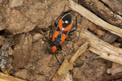 Melanerythrus mactans