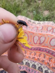 Eupleurus subterraneus