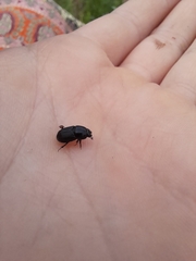 Eupleurus subterraneus