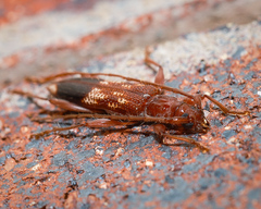 Coptocercus aberrans