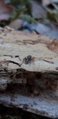 Salticus zebraneus