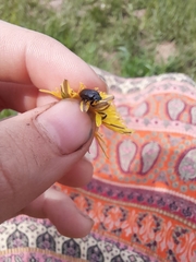 Eupleurus subterraneus