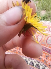 Eupleurus subterraneus