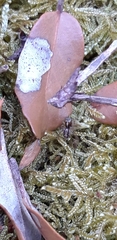 Salticus zebraneus