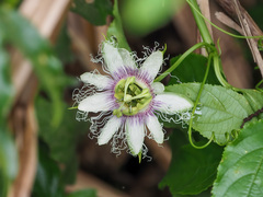 Passiflora edulis edulis