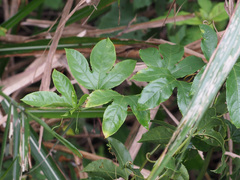 Passiflora edulis edulis