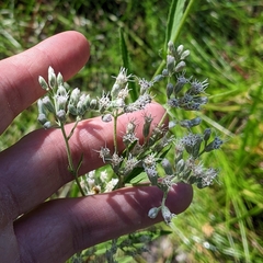 Eupatorium novae-angliae
