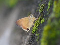 Hasora mus