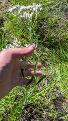 Eupatorium novae-angliae