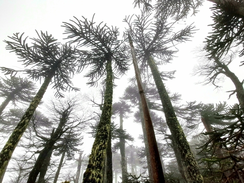 Araucaria araucana