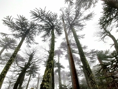 Araucaria araucana — photo 2