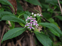 Lobelia borneensis
