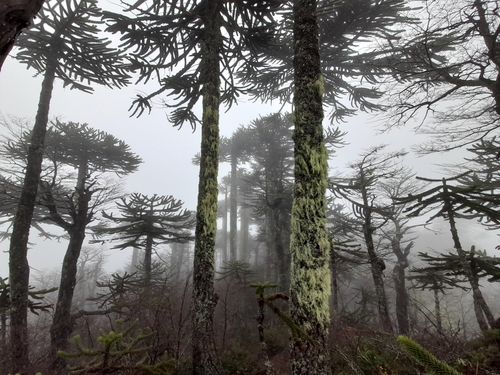 Araucaria araucana