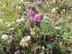 Oxytropis nitens