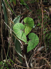 Begonia beryllae