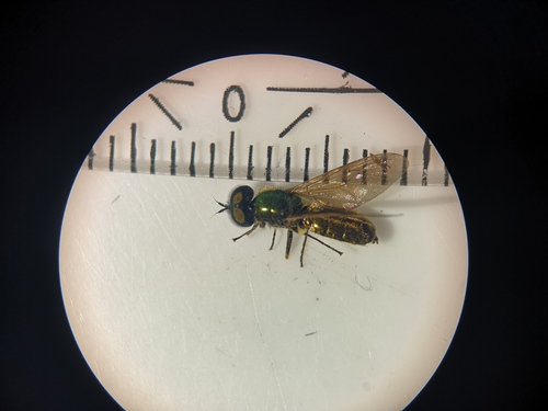 Broad Centurion Fly, 9261 Eastermar, Netherlands, photo 9 of 10