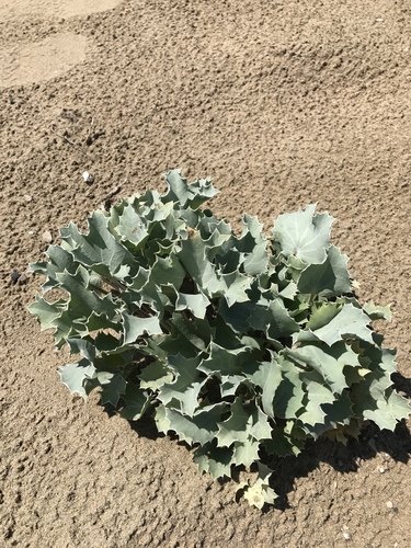 Stranddistel