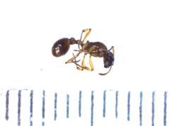 Myrmica rubra