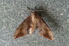 Marumba sperchius sperchius