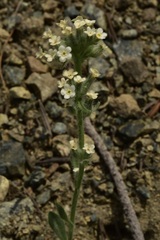 Oreocarya sobolifera