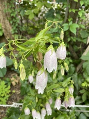 Campanula punctata