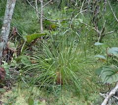 Scirpus pedicellatus