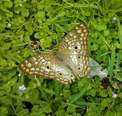 Anartia jatrophae